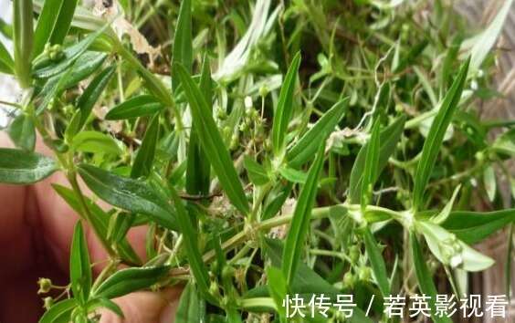 又名 百花蛇舌草 却能治疗蛇毒 还抗癌 农村到处都是 楠木轩