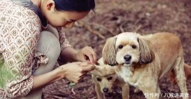 爱犬顺心过世了 今年平安夜 是李孝利最心碎的一天 楠木轩