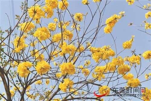 早春花开 满目美景 长安多地春花繁茂引众多市民流连观赏 楠木轩