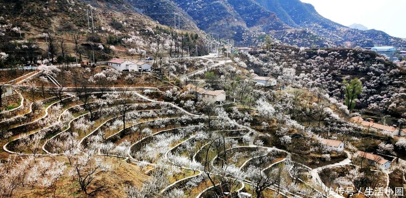 赏图时刻 门头沟雁翅大村 看山峦叠嶂杏花如雪 楠木轩