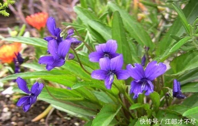 此野生植物 是一种美食 也是极品中草药 盆栽还非常养眼 楠木轩