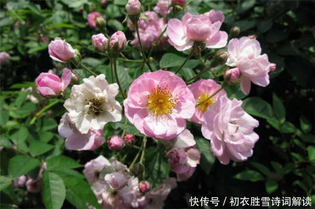 五月旖旎薔薇6首 接夏連春秀可誇 階底薔薇入夏開 楠木軒