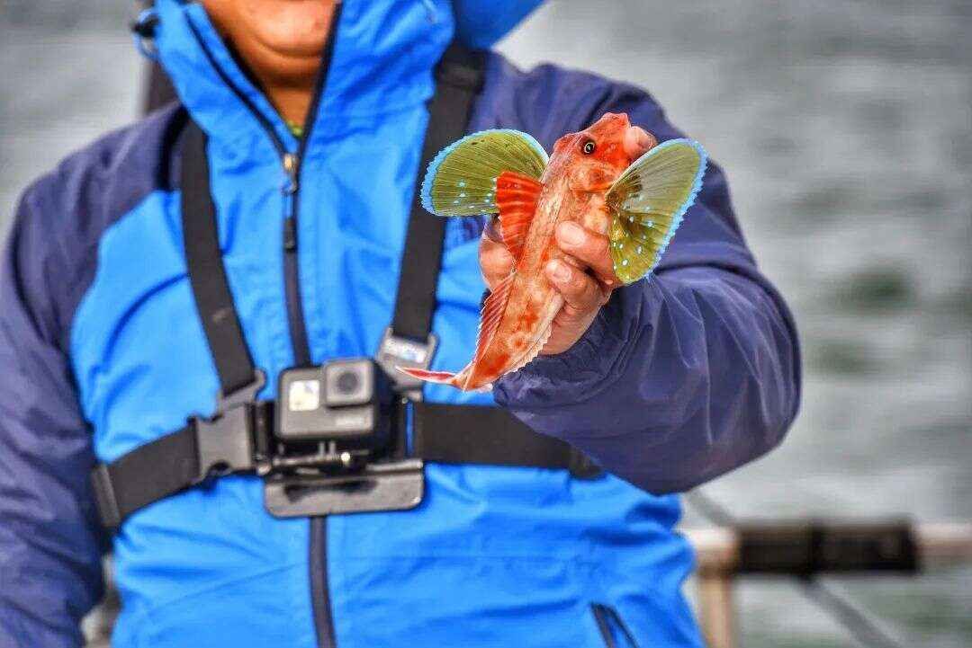 官方釋出 大連這些地方有大魚 楠木軒