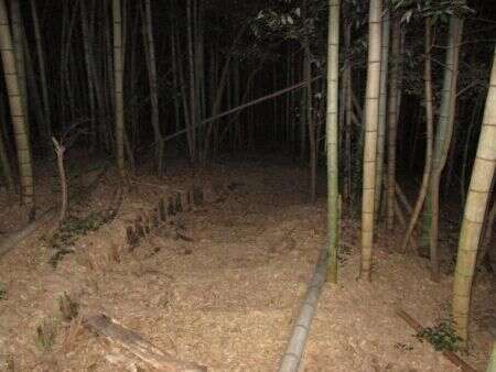 日本離奇神隱事件 5歲女童挖筍突然人間蒸發 15年來仍未破案 楠木軒