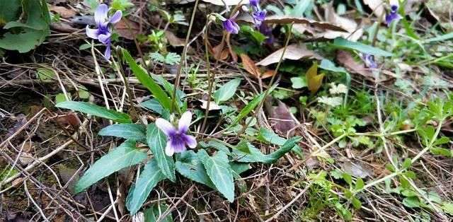 农村山里紫色野草 蛇见到就怕 是民间治蛇伤良药 遇到记得摘点 楠木轩