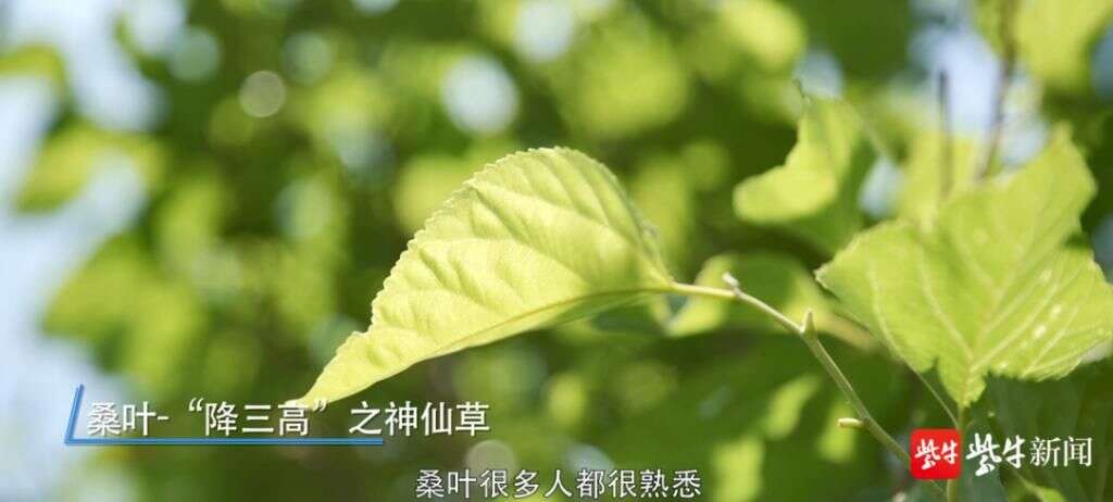 药食同源的这四种野菜怎么吃才健康 楠木轩