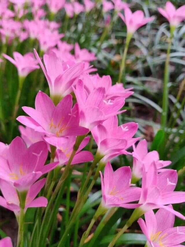 初夏最值得养的花 开花像是小扇子 真美 楠木轩