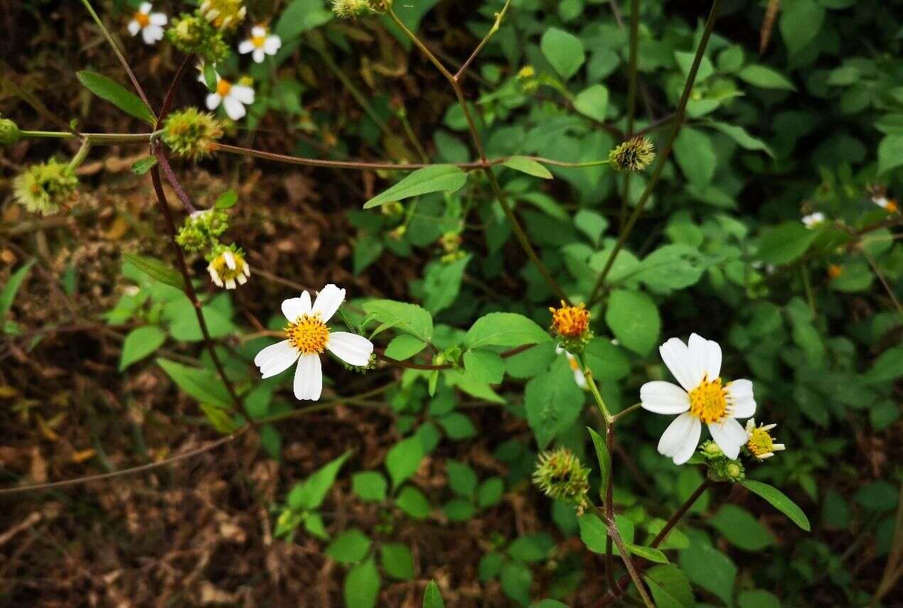 别被骗了 它不是雏菊 是白花鬼针草 楠木轩