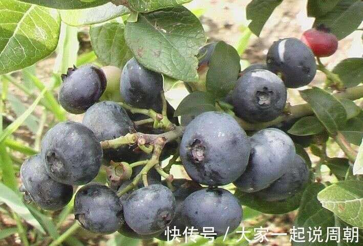 花青素 最多 的4大食物 尤其是第三种 被称为花青素之王 楠木轩