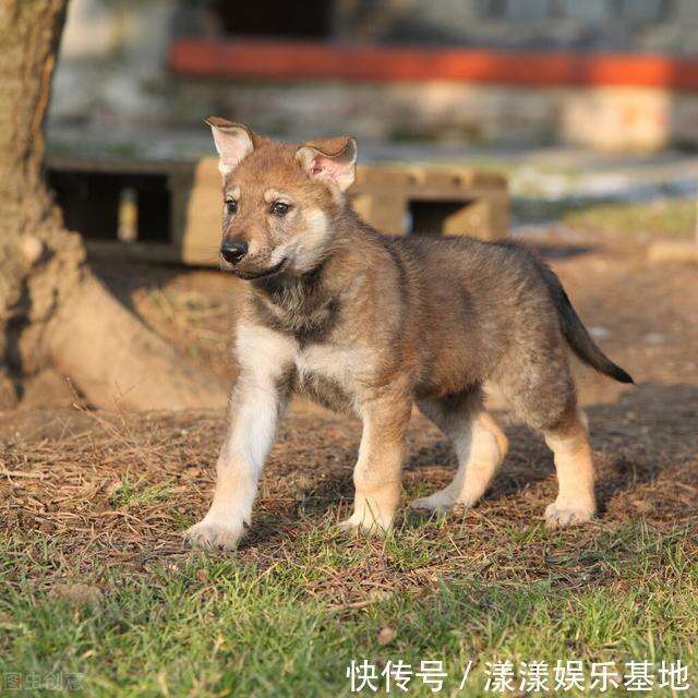 长白山中惊世传奇一 猎人之子杨三竟然把狼崽子当成猎狗驯养 楠木轩