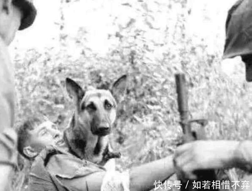 二戰傳奇軍犬 主人被德國人打死 八年之後它咬死兇手為主人報仇 楠木軒