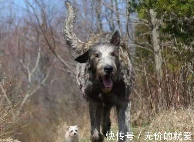 世界上最大的10种狗狗 中国藏獒竟然落榜 大丹犬仅排第八 楠木轩