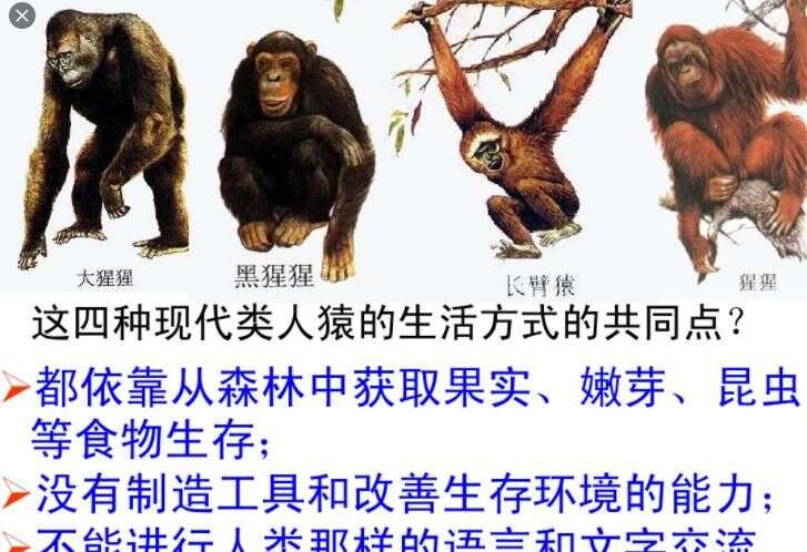 其他動物都是進化身體 為什麼人類專挑大腦進化 楠木軒