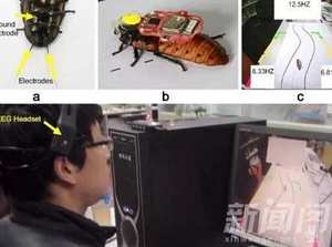 人腦遙控蟑螂 大腦意念遙控活體蟑螂