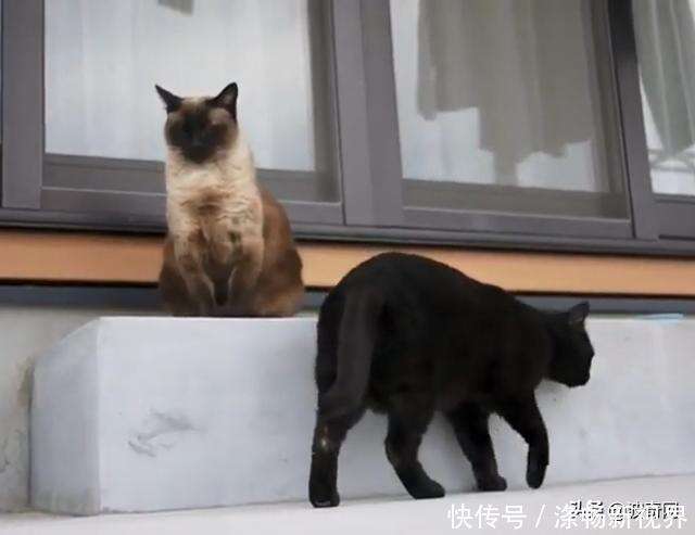 家猫将流浪猫肚子搞大 流浪猫找上门被收养 生完小猫大家都傻了 楠木轩