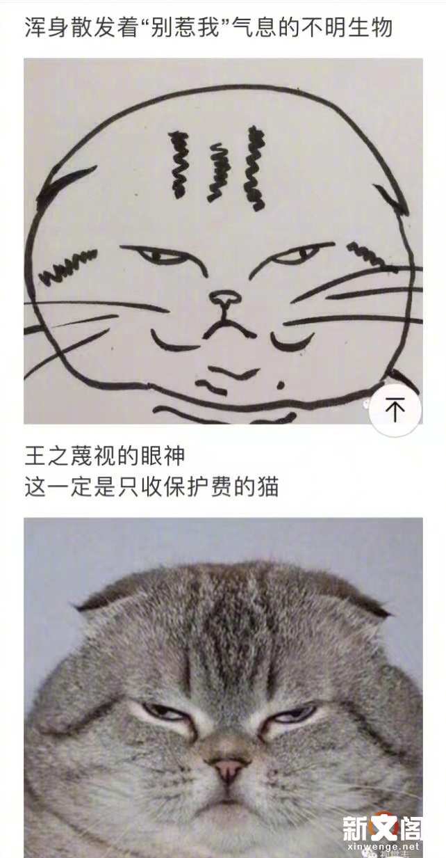 爆笑囧图 灵魂画手画出来的画灵魂画手画出来的猫 楠木轩