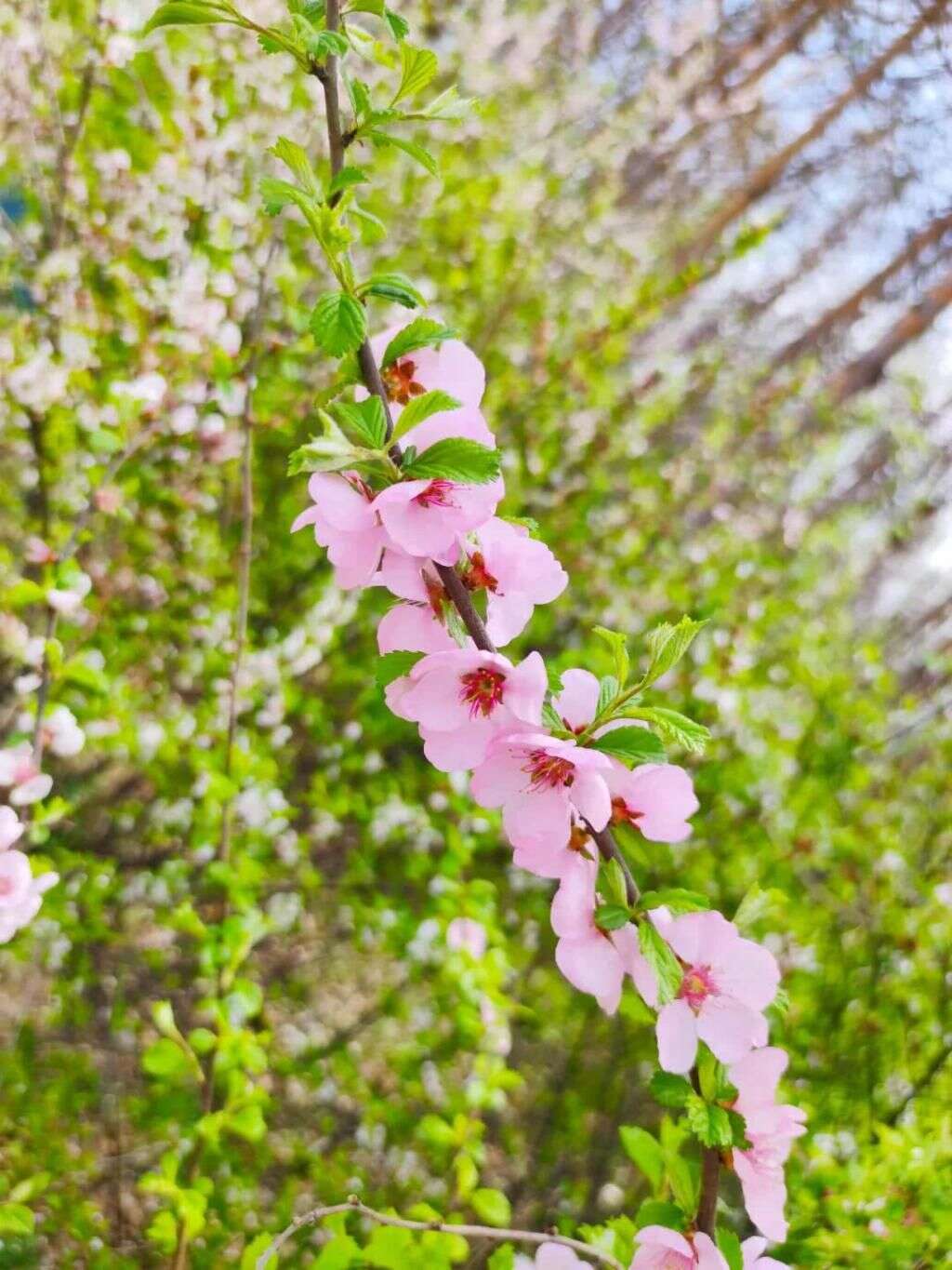 二九 百里景色惹人醉迎春花海任君賞 楠木軒