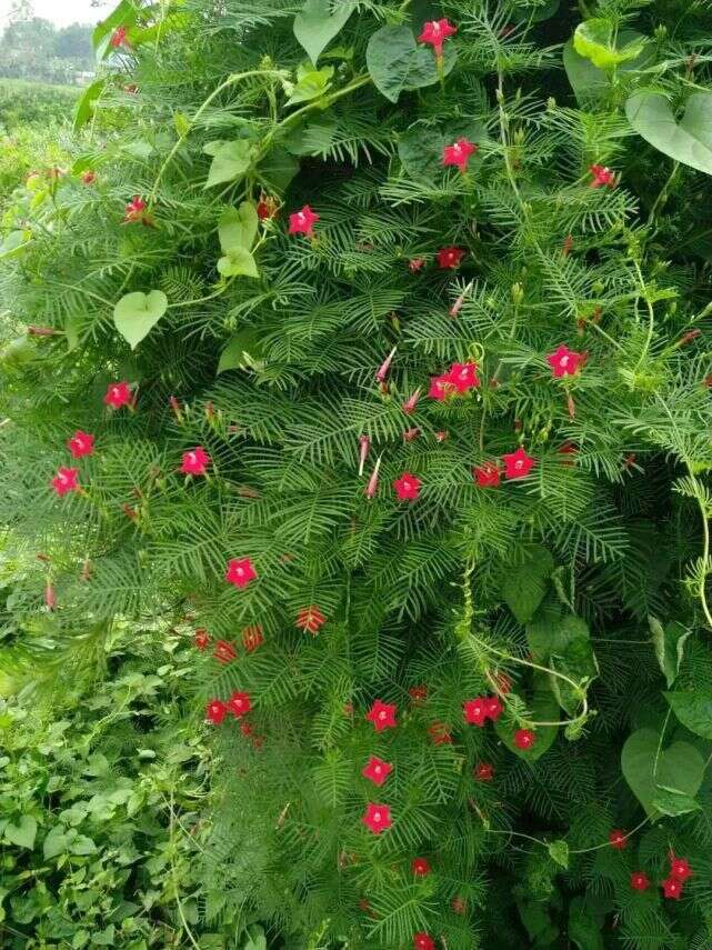 25種 常見爬藤植物 花開便成瀑布 楠木軒