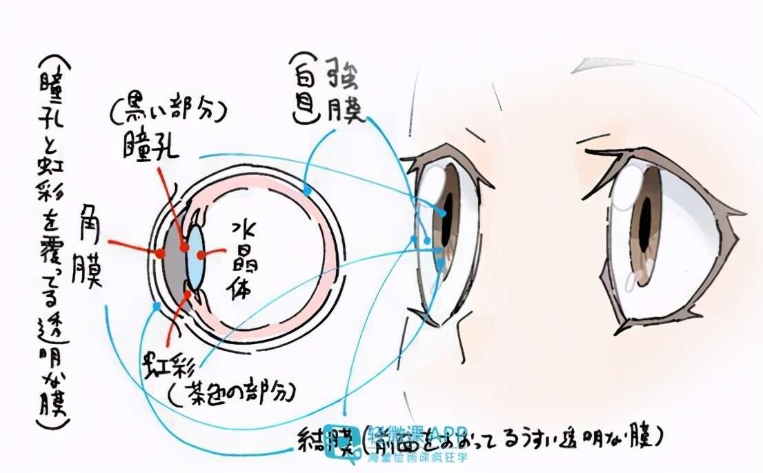 绘画干货 分分钟教你学会画漫画眼睛 楠木轩