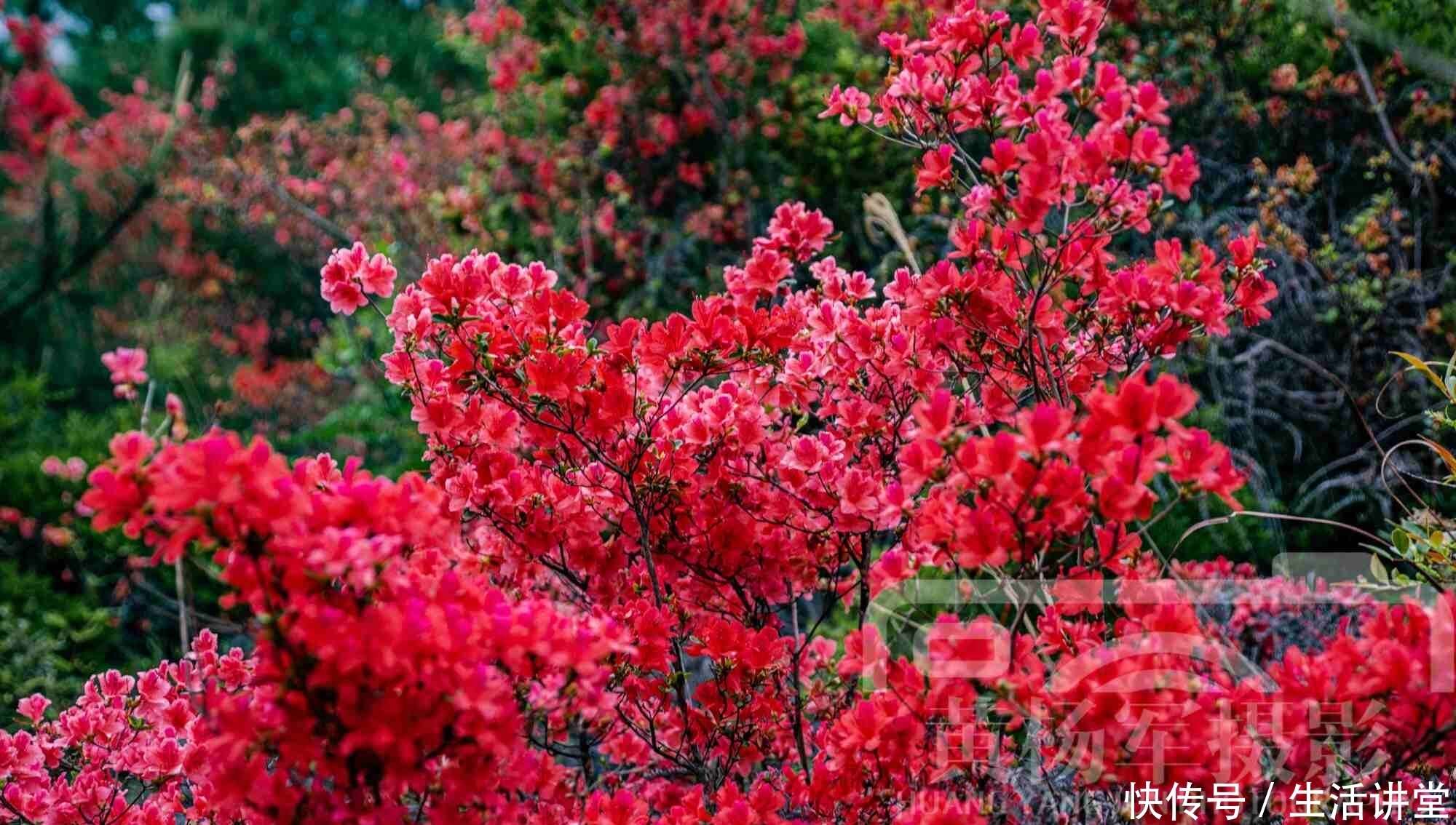 春天里杜鹃花怒放的娇媚 火红的花朵绚烂多姿非常漂亮 花开如霞 楠木轩