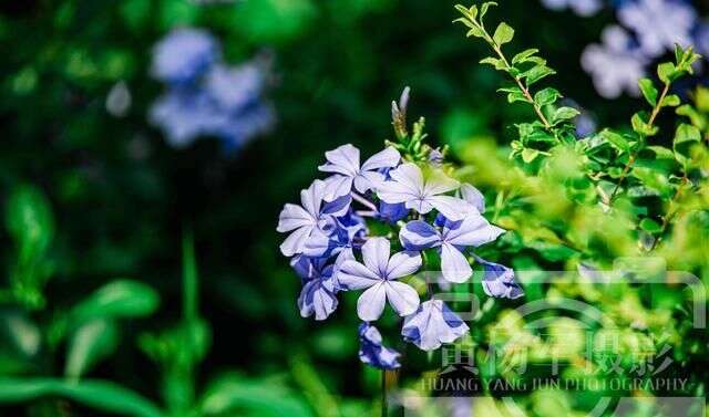 遇见八月娇美绽放的蓝花丹 阳光下的花朵很迷人 楠木轩