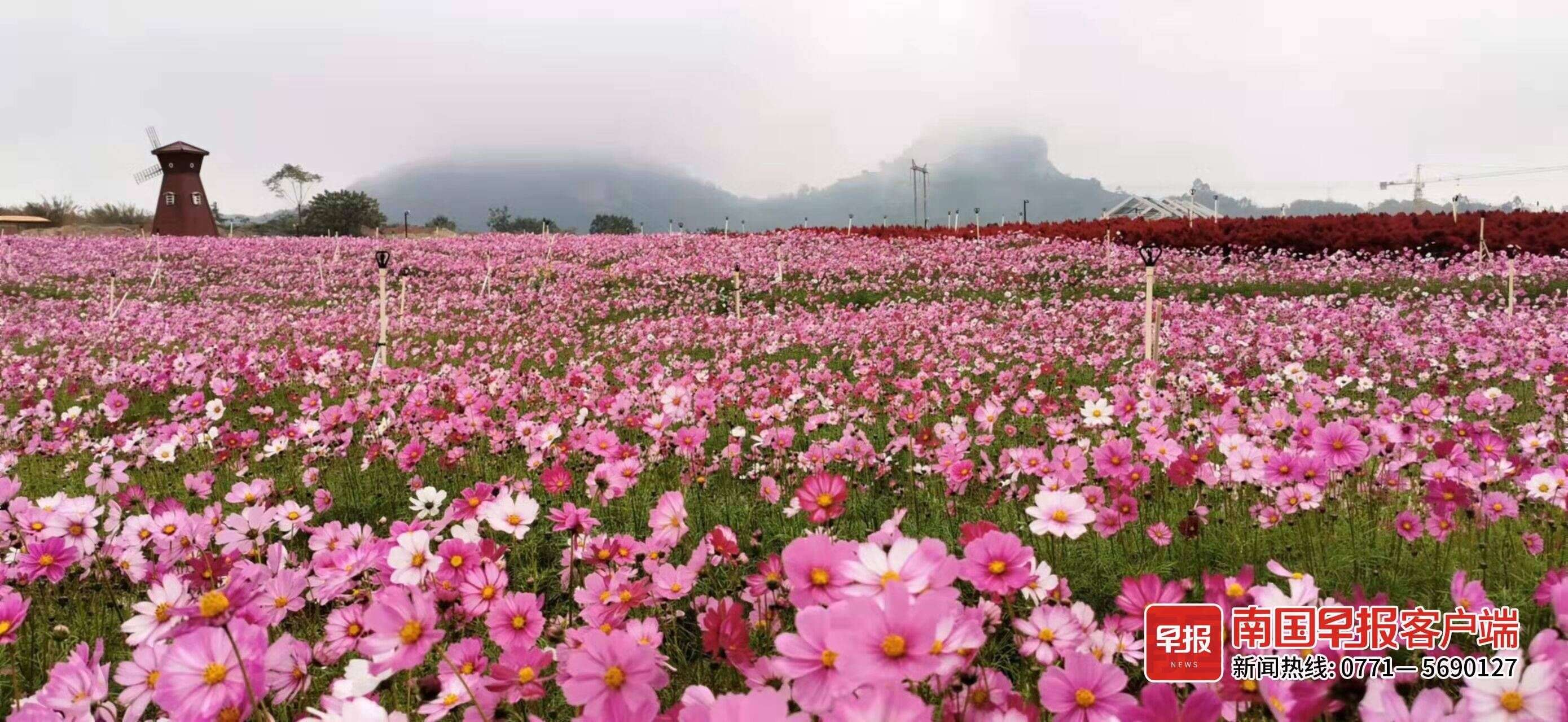 冬日赏花正当时 格桑花 油菜花迎冬绽放 赏花期将持续到春节后 楠木轩