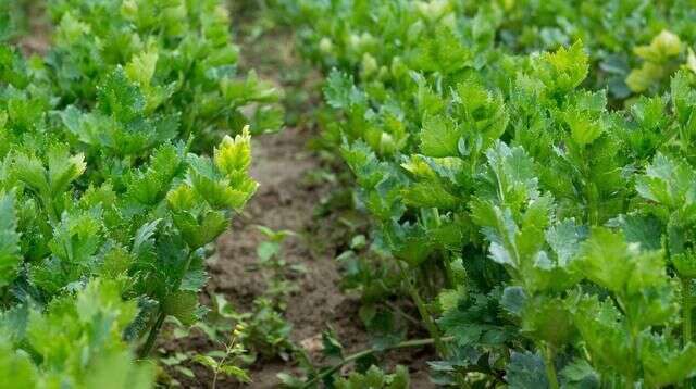 西洋芹栽培技術 掌握高產栽培技術 管理輕鬆產量高 楠木軒