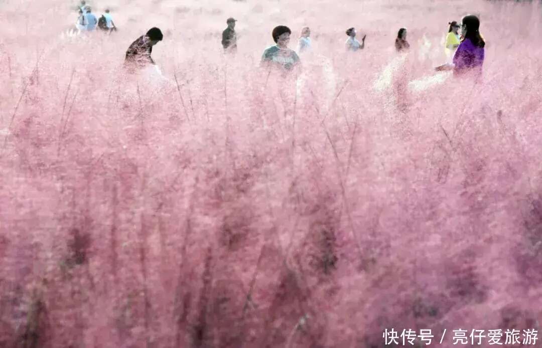 免门票！武汉最美的粉黛草花海在这里！百亩花海带你坠落童话世界