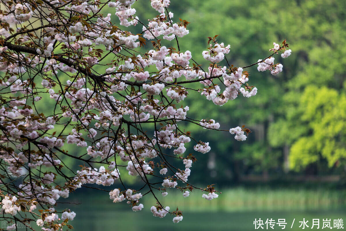 四月 梨花落 春欲晚 花事荼蘼 彼岸无期 闺中风暖 陌上草薰 楠木轩