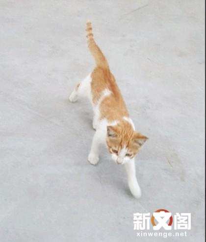 主人发现橘猫无精打采 早出晚归 偷偷跟踪才发现 楠木轩