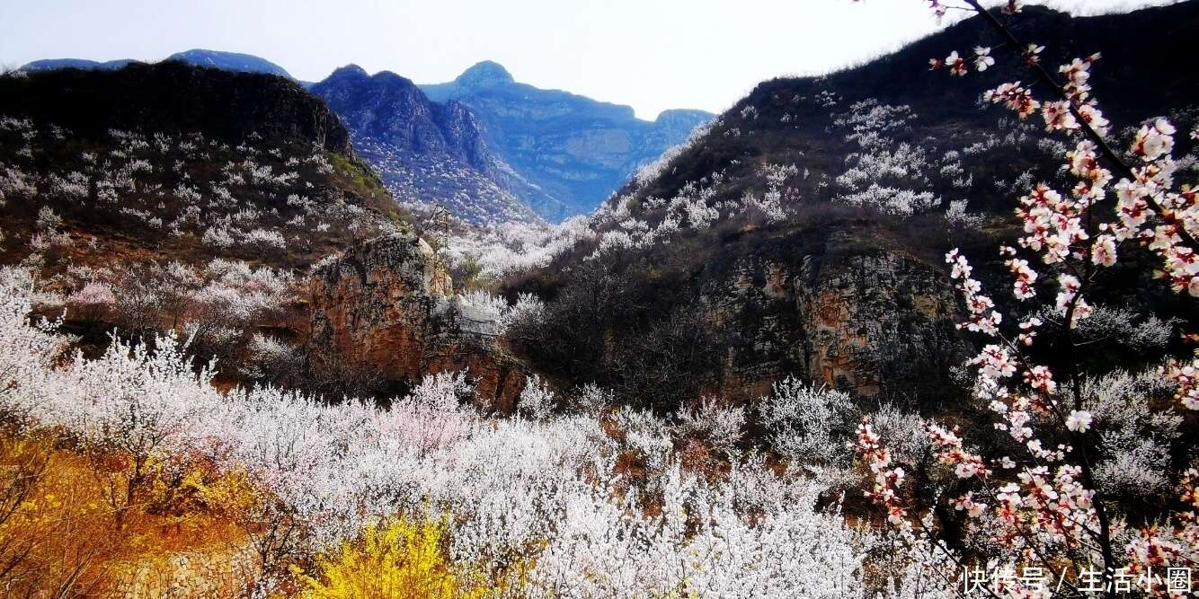 赏图时刻 门头沟雁翅大村 看山峦叠嶂杏花如雪 楠木轩