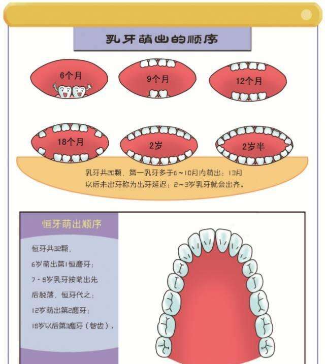 宝宝的长牙时间 一张图让你秒懂宝宝长牙顺序 楠木轩