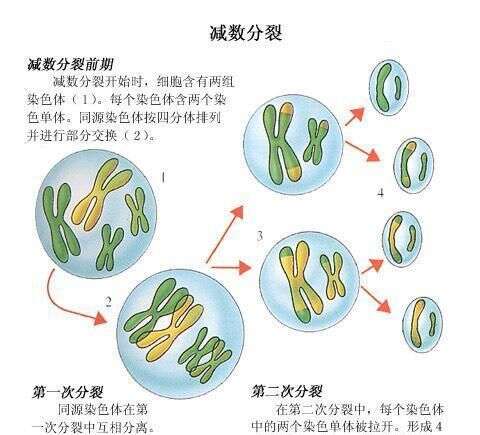 男性的染色体xy 女性染色体xx 那么yy型染色体是什么样子哪 楠木轩