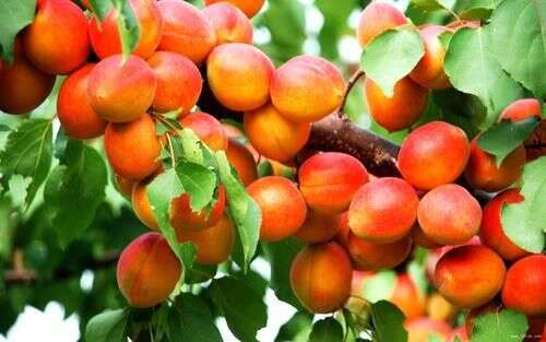 杏子美容护肤好看好吃 重视杏树花果期管理 优质杏子种出来 楠木轩