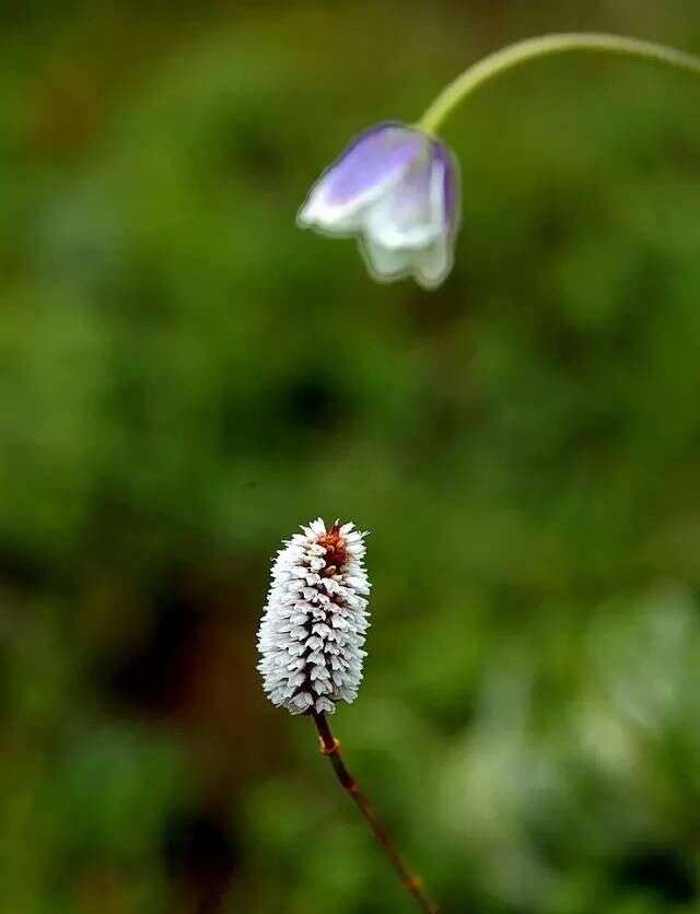 高原赏野花 藏民说 那些美丽的花就是格桑花 楠木轩