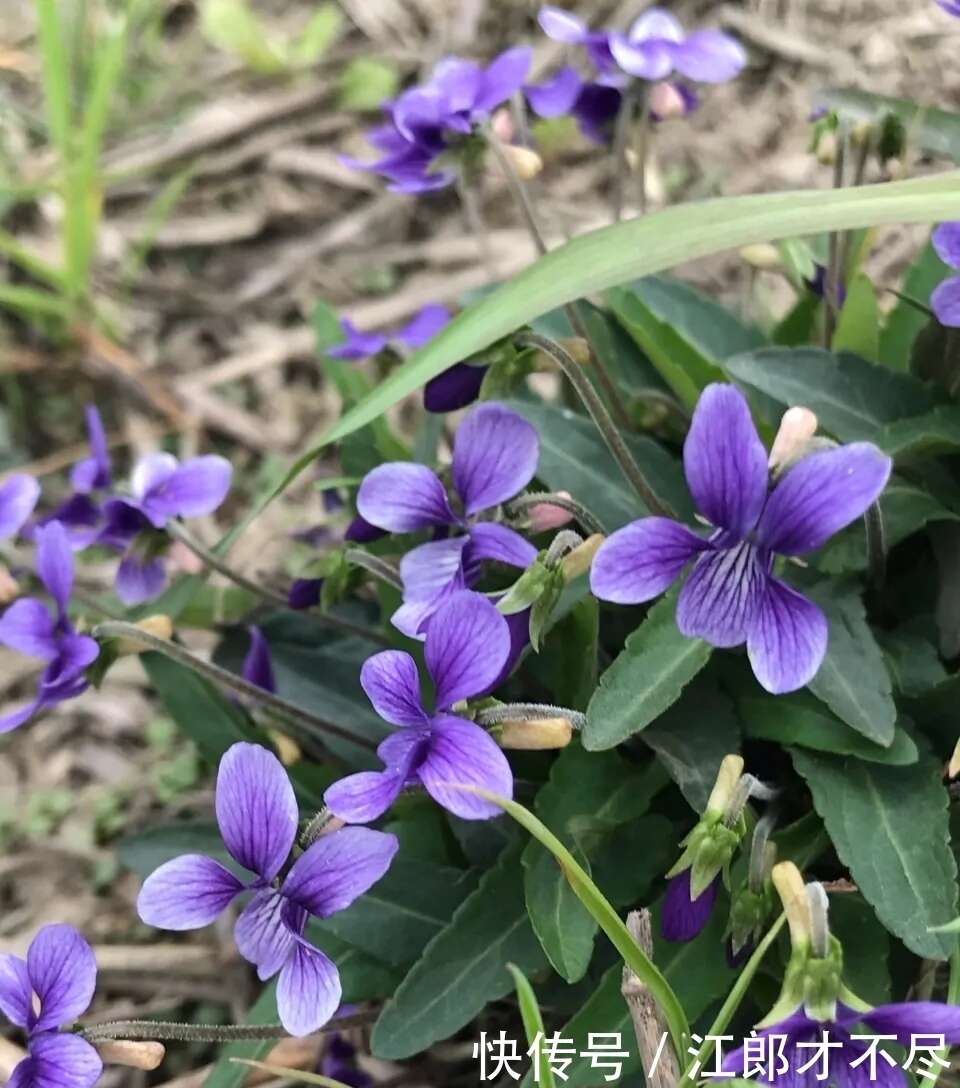 此野生植物 是一种美食 也是极品中草药 盆栽还非常养眼 楠木轩