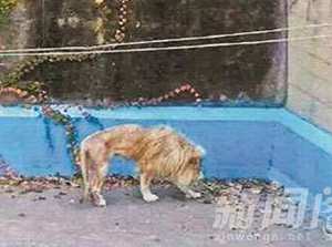 動物園獅子被曝骨瘦如柴 圓方回應並非食物被剋扣