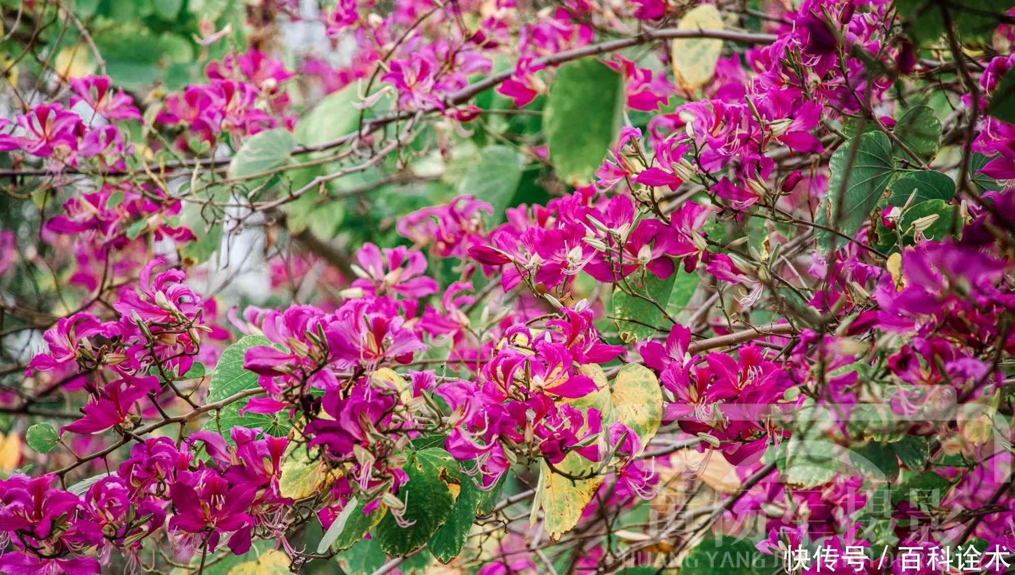 发现初冬美丽的红花羊蹄甲 美艳盛开的花朵非常迷人 花型近伞状 楠木轩