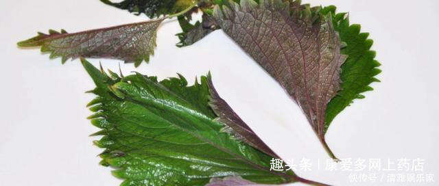 紫蘇有4大功效 想要營養又保健的吃紫蘇 不妨試試2種吃法 楠木軒