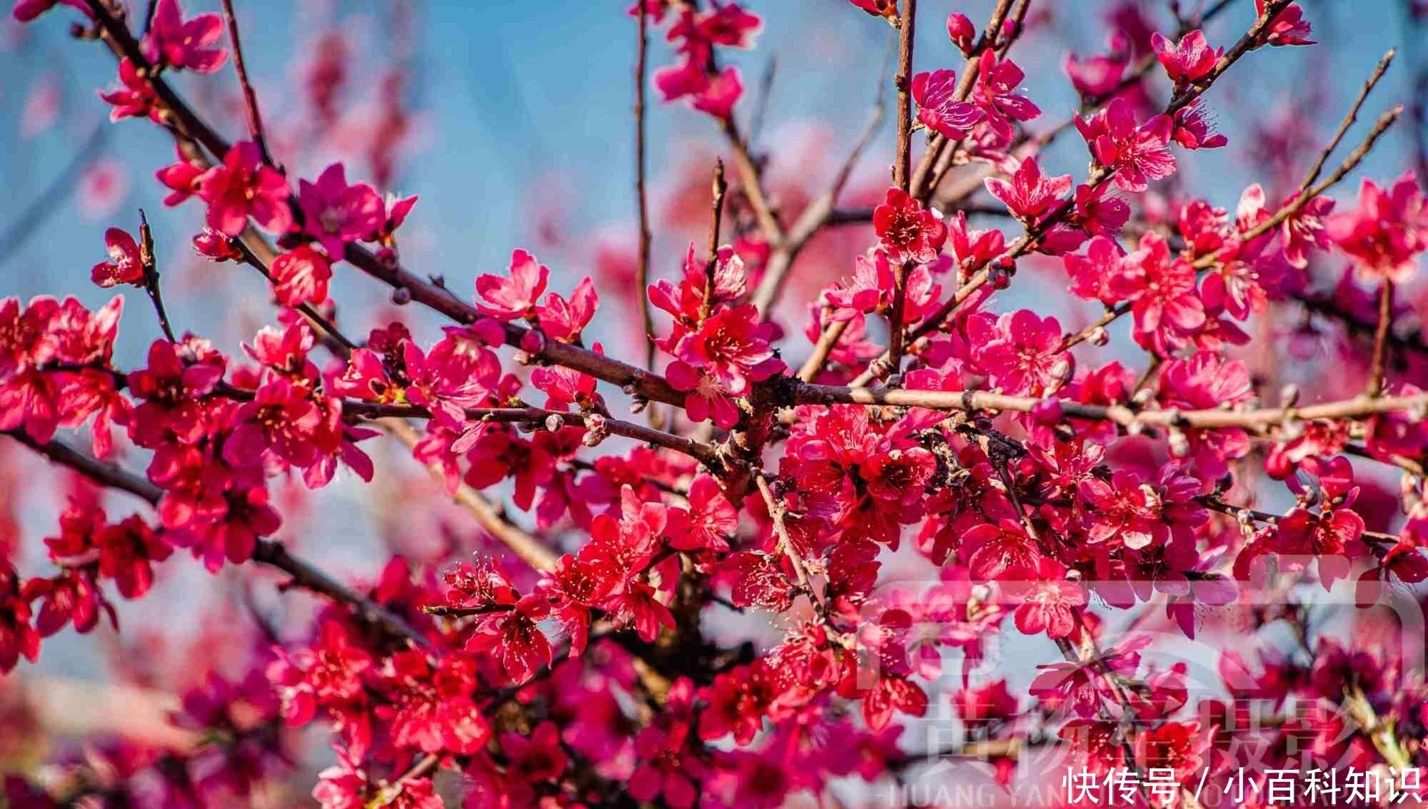 桃花娇美怒放的红艳 灿烂的花儿熟悉动人 浓郁陶醉的风景 楠木轩