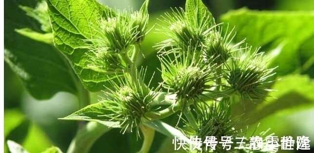 牛蒡降脂減肥 解毒消腫 掌握五點 收穫更加優質高產的牛蒡來 楠木軒