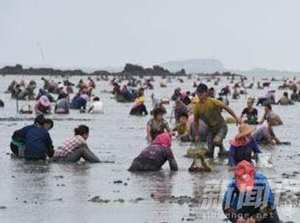 養殖基地油蛤遭哄搶 到底所為何事？