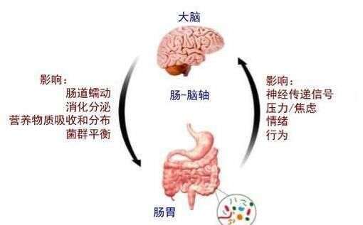 正常胃是什么样的 胃下垂又是什么样的 无力型胃是胃下垂吗 楠木轩