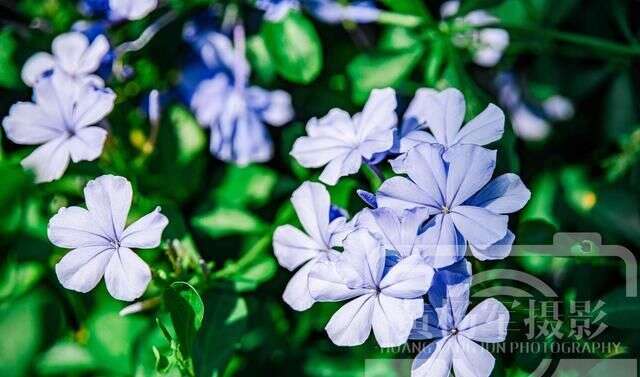 遇见八月娇美绽放的蓝花丹 阳光下的花朵很迷人 楠木轩