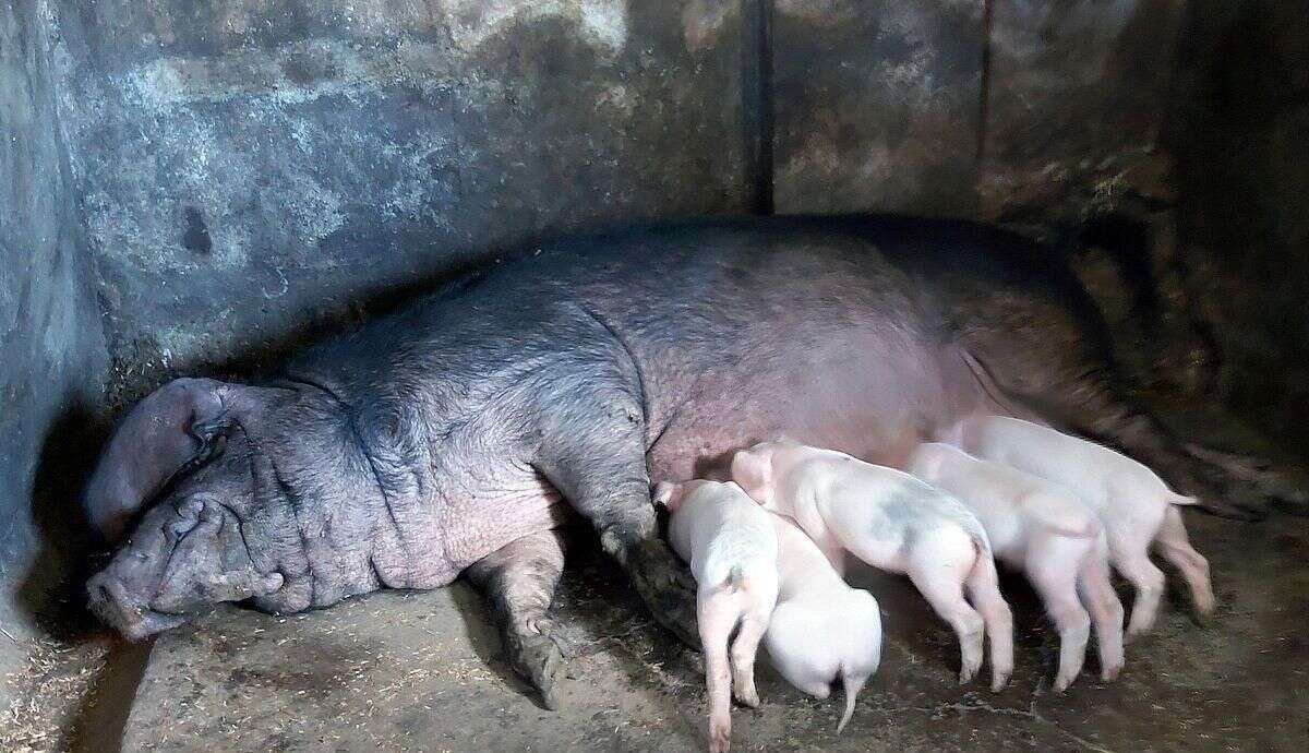 母猪一胎生几个小猪才算正常呢 小卢做出详细解答 值得收藏 楠木轩