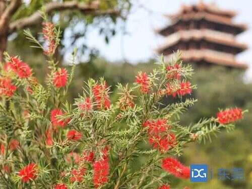 企石万里碧道邀您打卡赏 花海 楠木轩