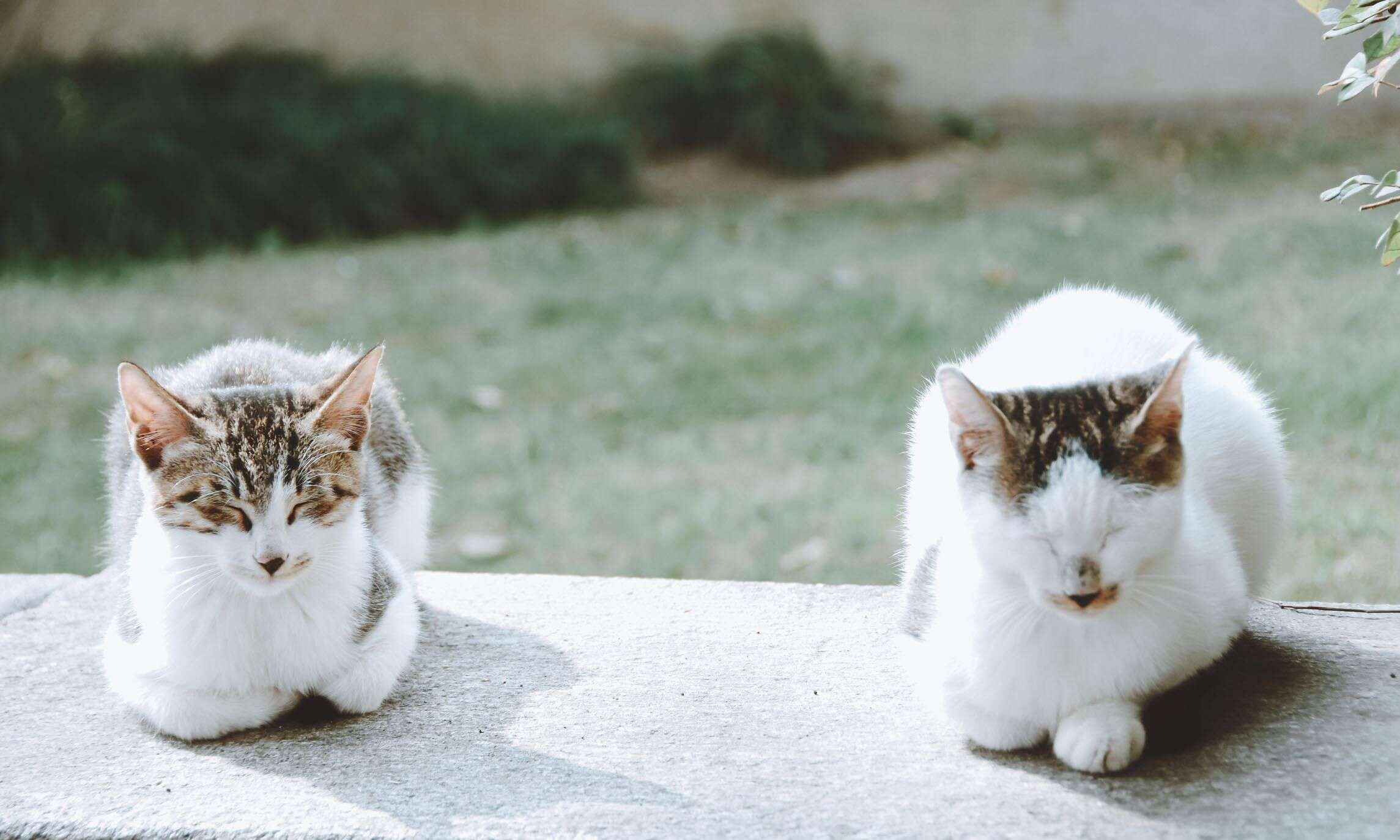 令人尴尬的猫猫脱肛问题 楠木轩