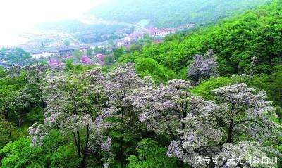 30万棵楸树花海正当时 赏花盛宴你绝不容错过 楠木轩