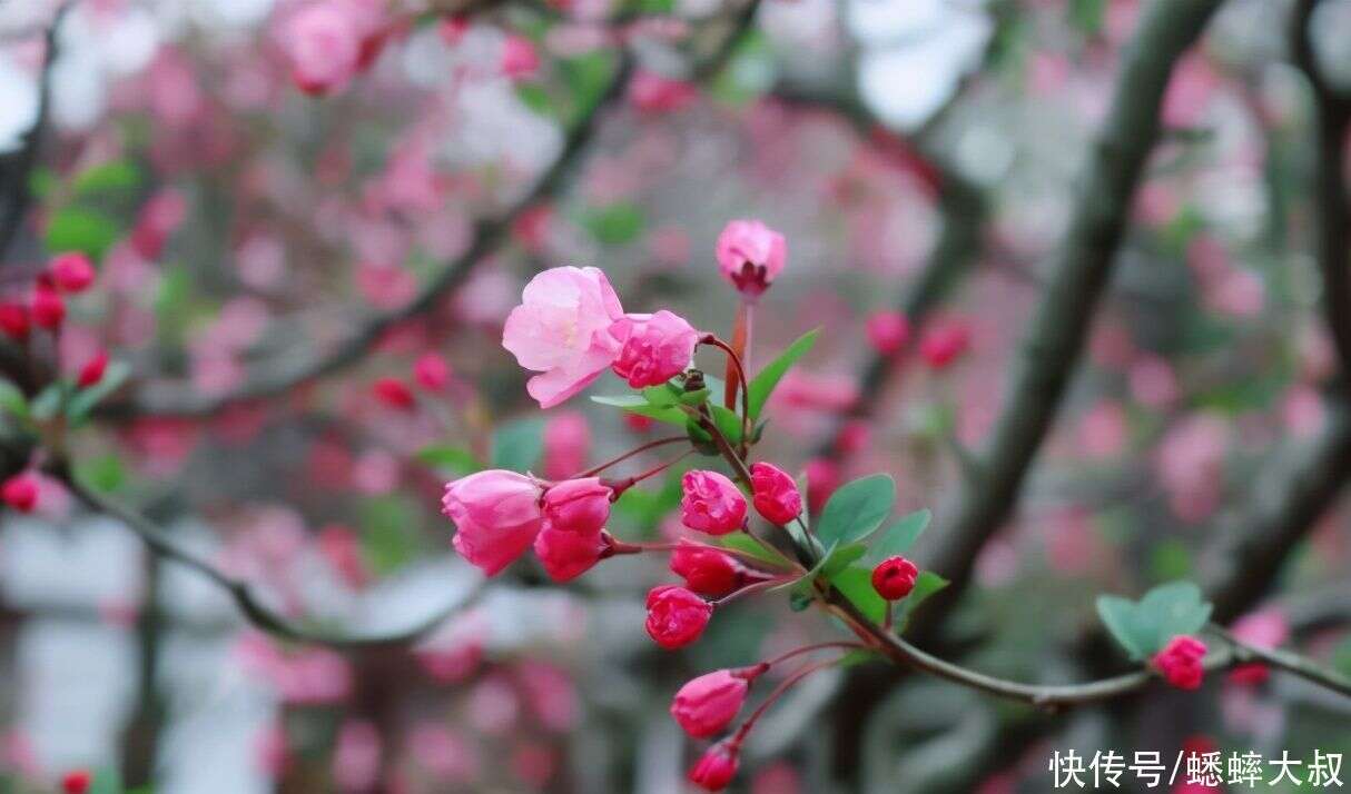 阳春三月 花开花谢皆美景的杭州花圃火了 秀丽景色迷人 楠木轩