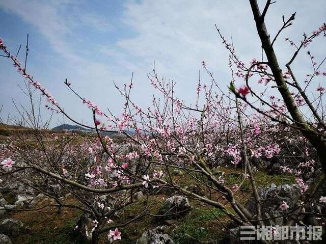 网约湘游 南芙山庄 人间四月芳菲尽 南国芙蓉始盛开 楠木轩